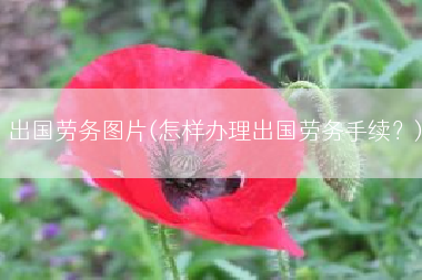 出国劳务图片(怎样办理出国劳务手续？)