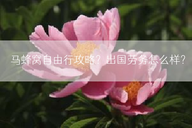 马蜂窝自由行攻略？出国劳务怎么样？
