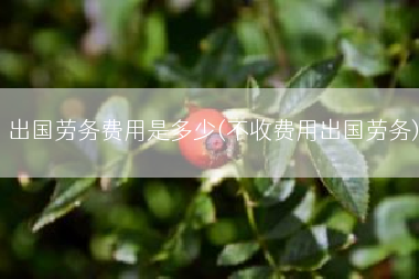 出国劳务费用是多少(不收费用出国劳务)