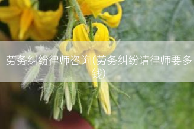 劳务纠纷律师咨询(劳务纠纷请律师要多钱)