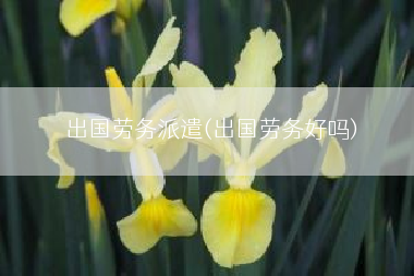 出国劳务派遣(出国劳务好吗)