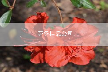 劳务挂靠公司