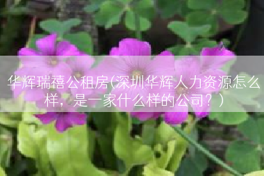 华辉瑞禧公租房(深圳华辉人力资源怎么样，是一家什么样的公司？)