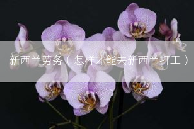 新西兰劳务（怎样才能去新西兰打工）