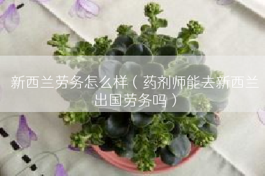 新西兰劳务怎么样（药剂师能去新西兰出国劳务吗）