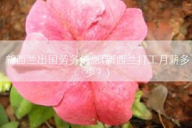 新西兰出国劳务信息(新西兰打工月薪多少？)