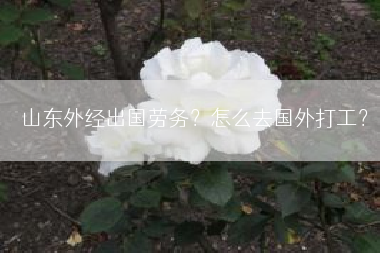 山东外经出国劳务？怎么去国外打工？