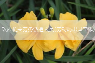 政府机关劳务派遣人员(劳动局出国工作)