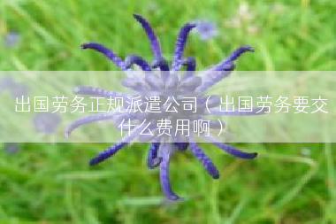 出国劳务正规派遣公司（出国劳务要交什么费用啊）