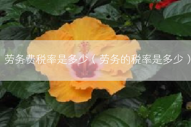 劳务费税率是多少（劳务的税率是多少）