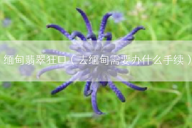 缅甸翡翠狂口（去缅甸需要办什么手续）