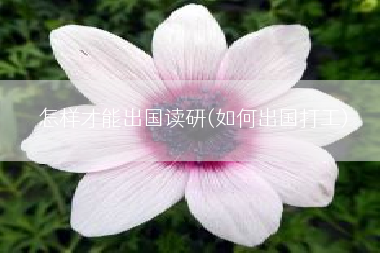 怎样才能出国读研(如何出国打工)