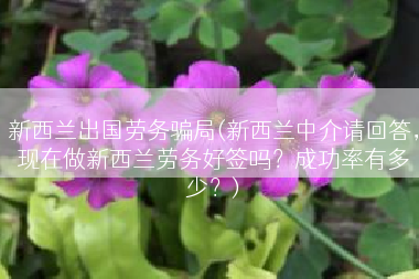 新西兰出国劳务骗局(新西兰中介请回答，现在做新西兰劳务好签吗？成功率有多少？)
