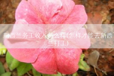 新西兰务工收入怎么样(怎样才能去新西兰打工)