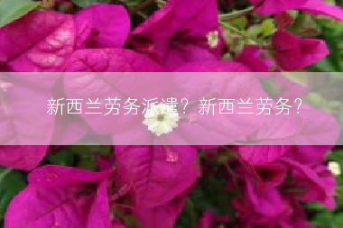 新西兰劳务派遣？新西兰劳务？
