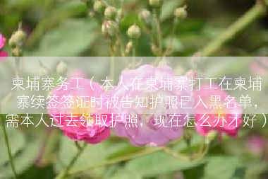 柬埔寨务工（本人在柬埔寨打工在柬埔寨续签签证时被告知护照已入黑名单，需本人过去领取护照，现在怎么办才好）