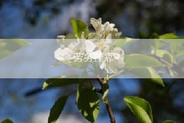 劳务挂靠