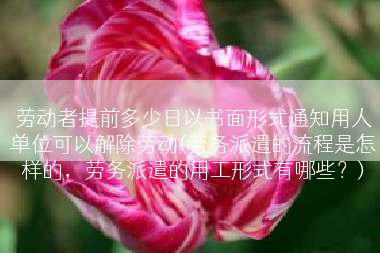 劳动者提前多少日以书面形式通知用人单位可以解除劳动(劳务派遣的流程是怎样的，劳务派遣的用工形式有哪些？)