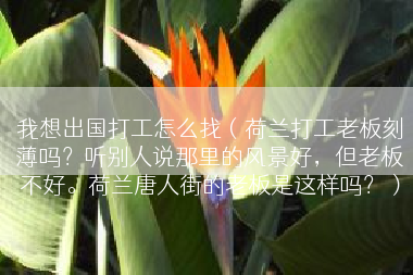 我想出国打工怎么找（荷兰打工老板刻薄吗？听别人说那里的风景好，但老板不好。荷兰唐人街的老板是这样吗？）